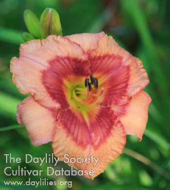 Daylily Becca's Song